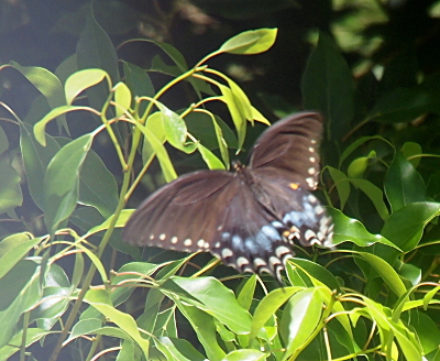 [The butterfly's wings are completely open. The buttefly is slightly blurry but the colors are clear. It is nearly all brown except at the edges which have white spots along them. At the bottom of the lower wings are small patches of orange and quite a bit of blue.]